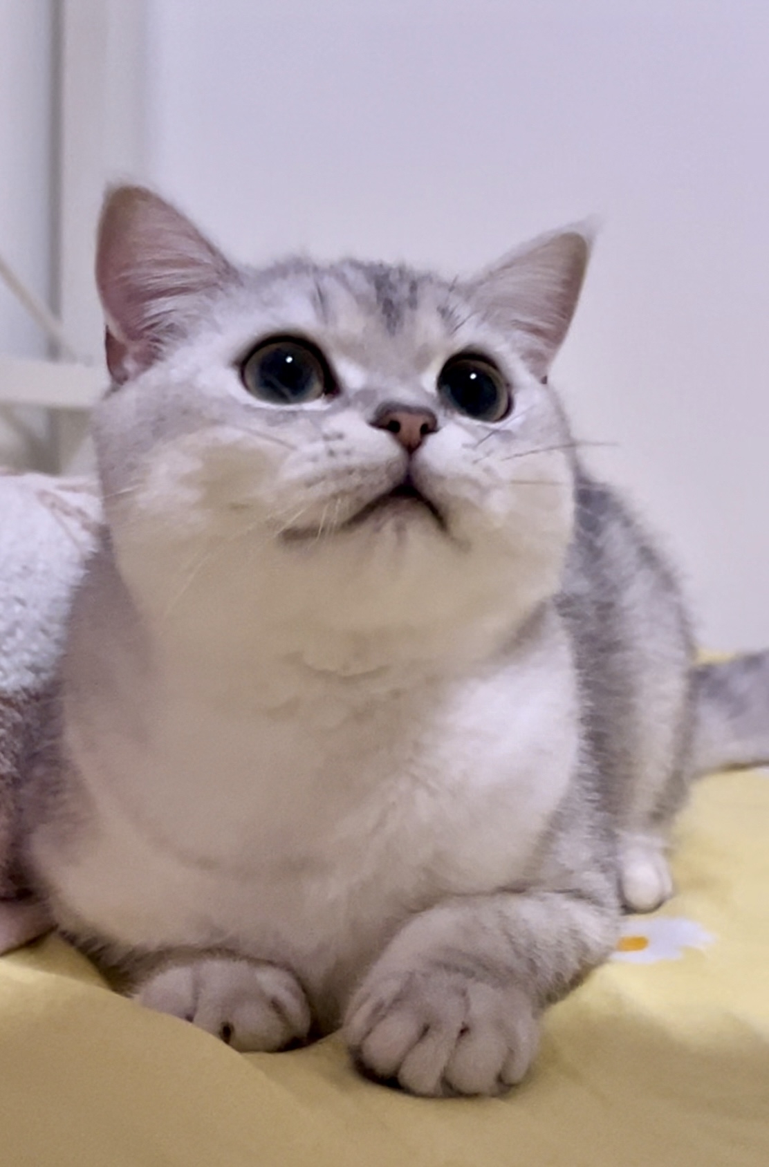 image befor ai generation