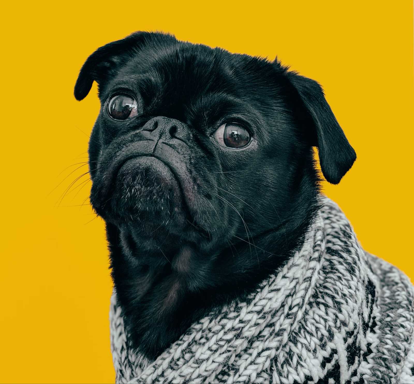 image befor ai generation