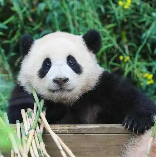 image befor ai generation