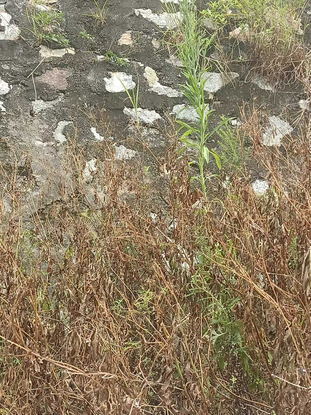 image befor ai generation