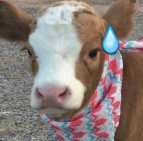 image befor ai generation