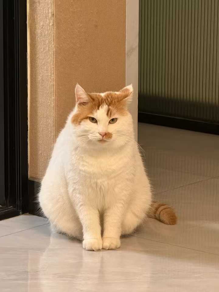 image befor ai generation