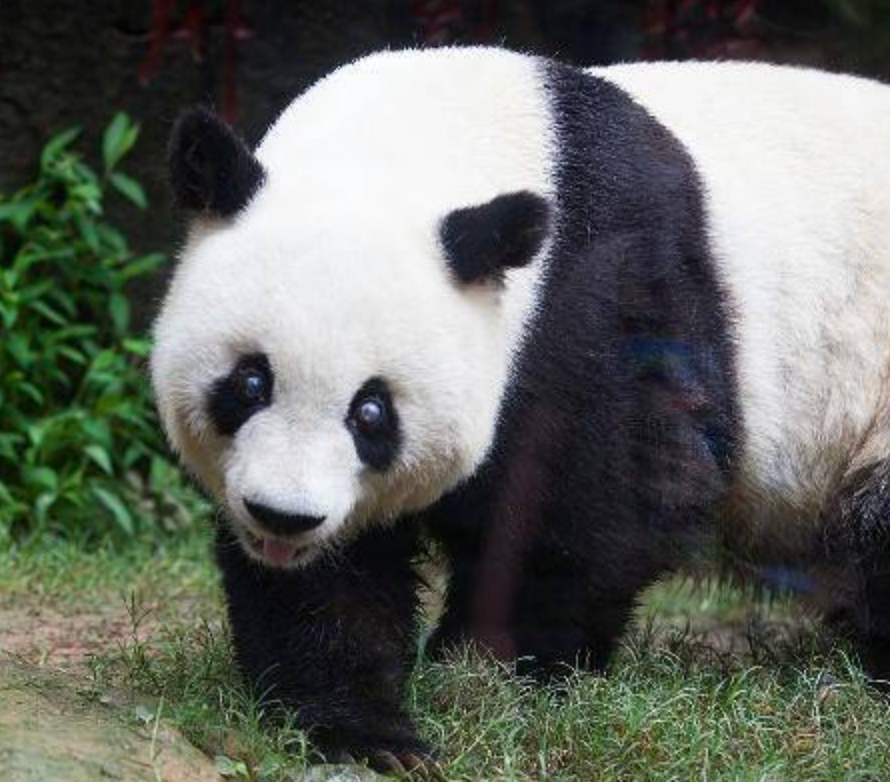 image befor ai generation