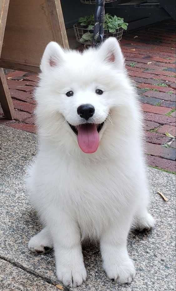 image befor ai generation