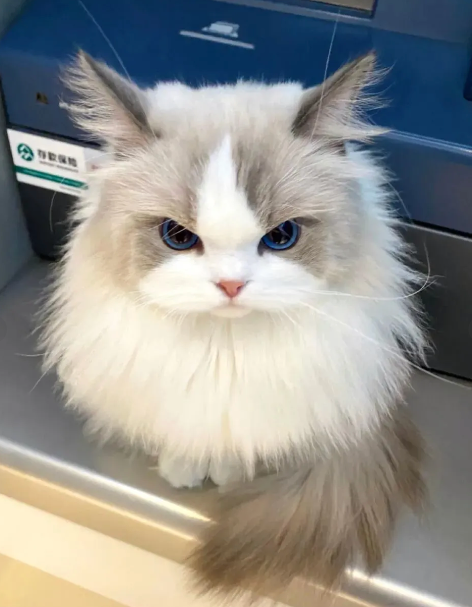 image befor ai generation