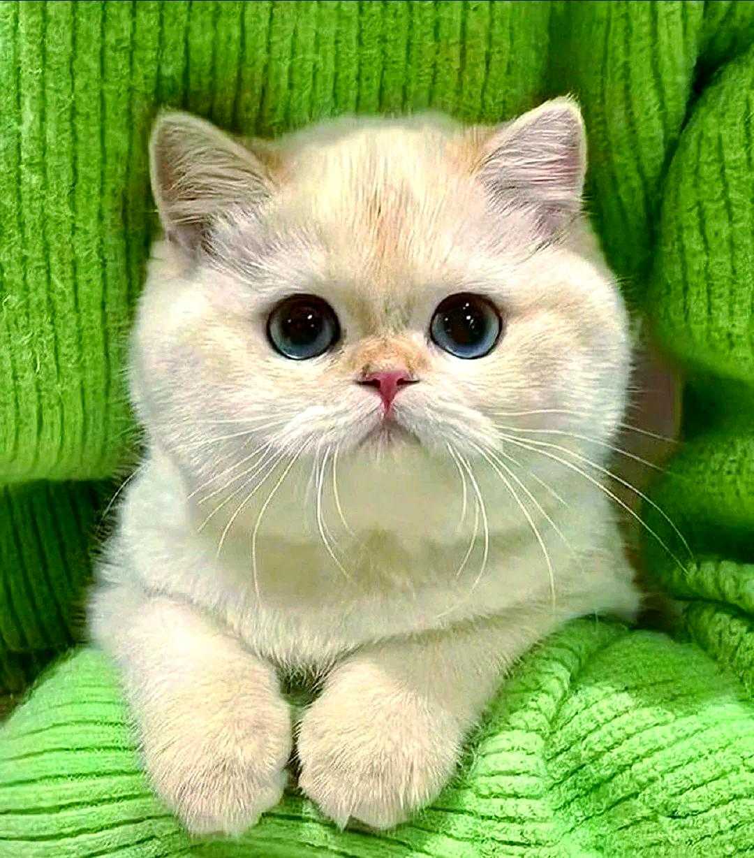 image befor ai generation