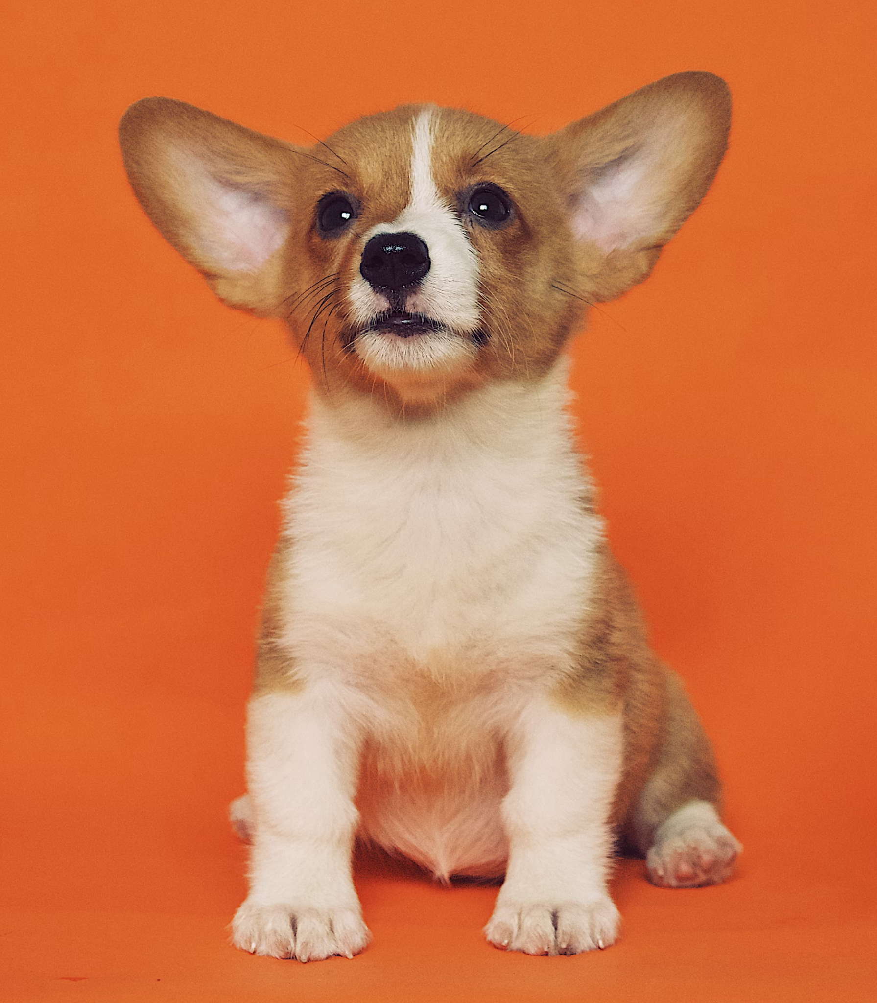 image befor ai generation