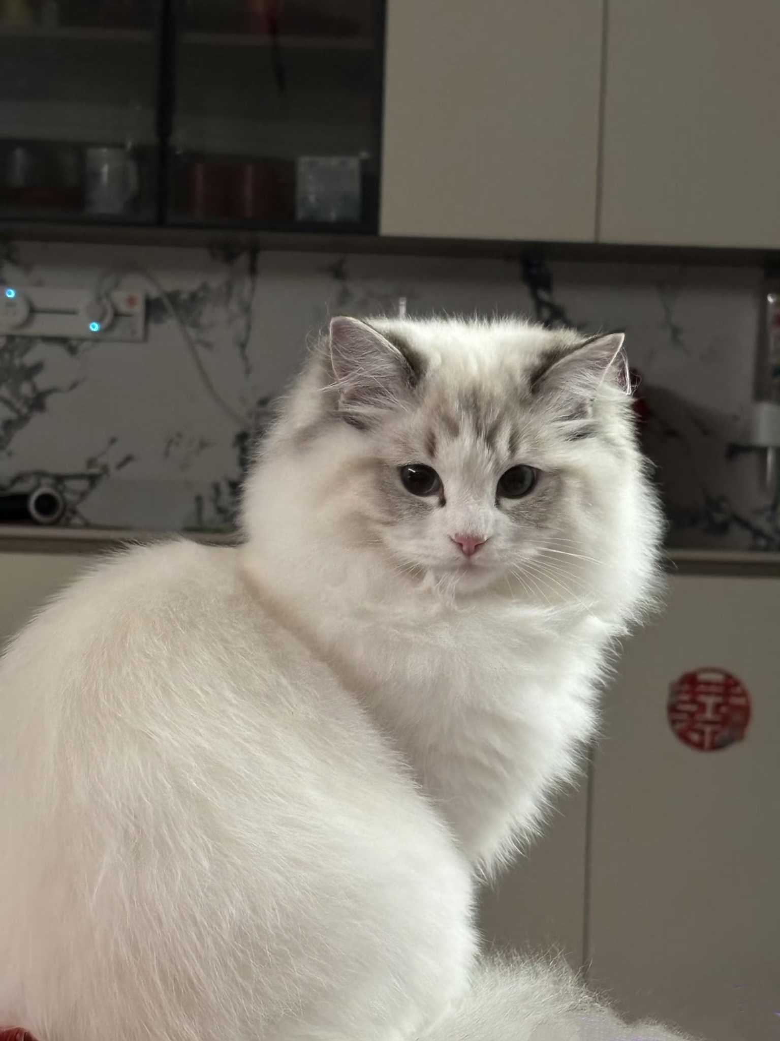 image befor ai generation