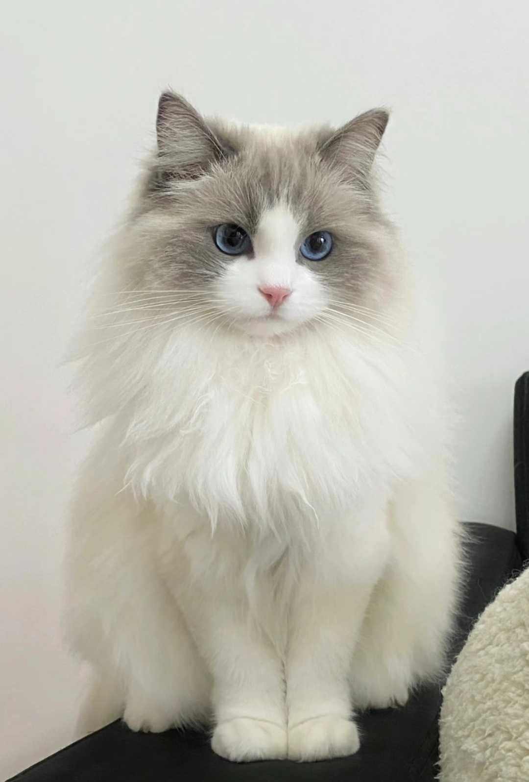 image befor ai generation