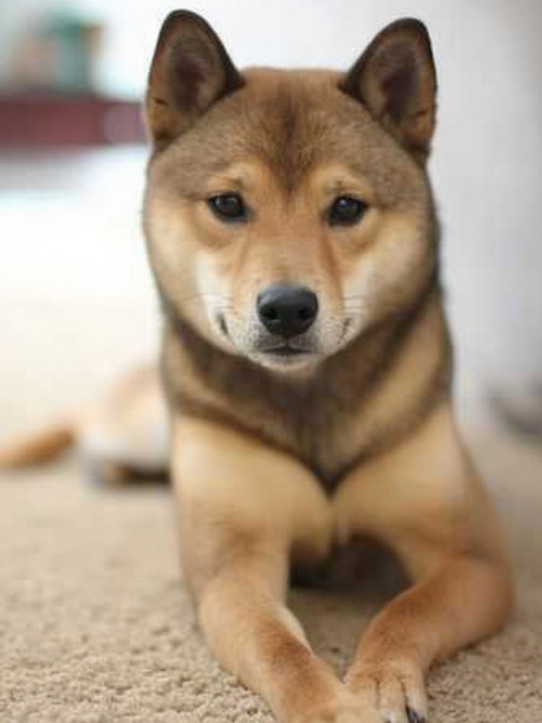 Hawaiian Vacation image