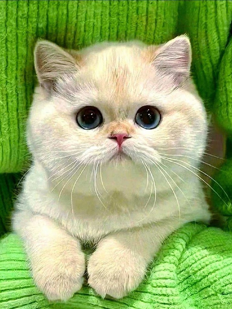 Pet belly dance image