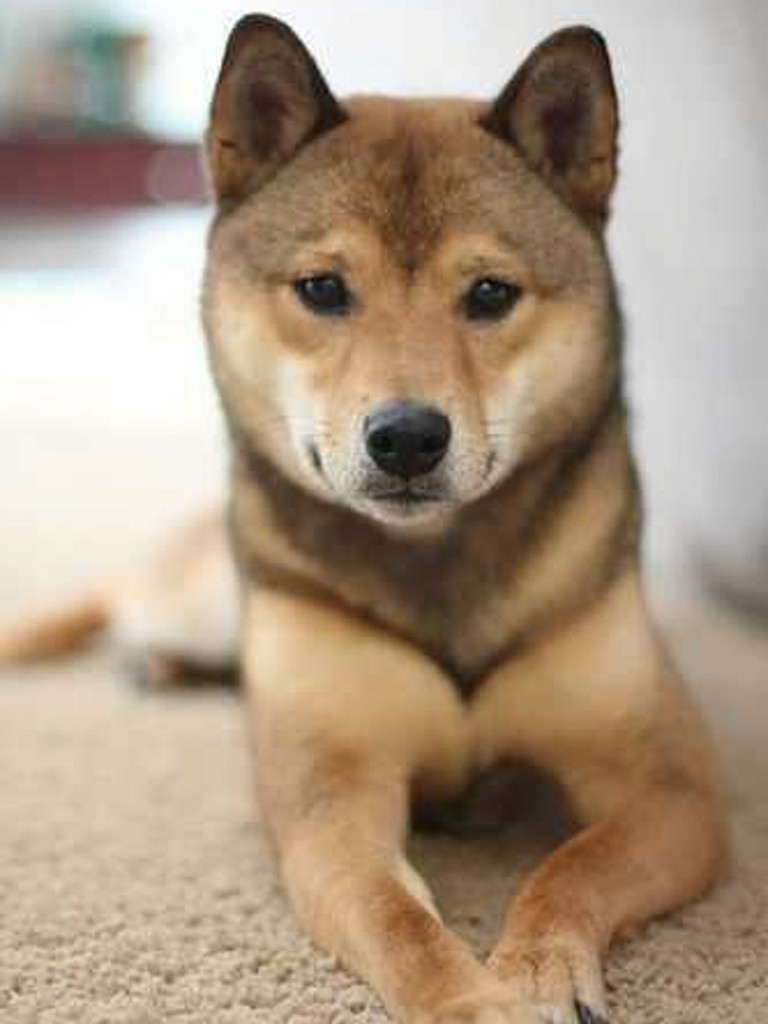 Big Brother Tiger image