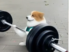 Cat posing like a bodybuilder AI video